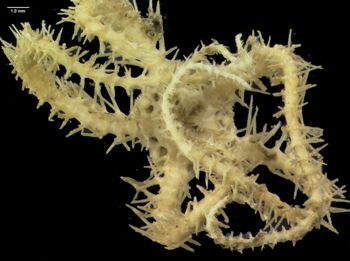 Media type: image; Invertebrate Zoology 145164